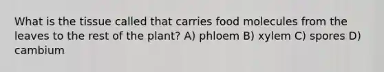 What is the tissue called that carries food molecules from the leaves to the rest of the plant? A) phloem B) xylem C) spores D) cambium