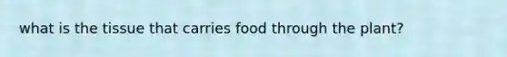 what is the tissue that carries food through the plant?