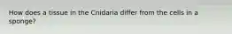 How does a tissue in the Cnidaria differ from the cells in a sponge?