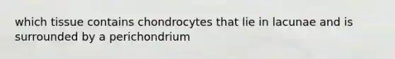 which tissue contains chondrocytes that lie in lacunae and is surrounded by a perichondrium