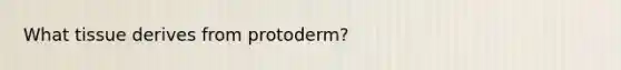 What tissue derives from protoderm?