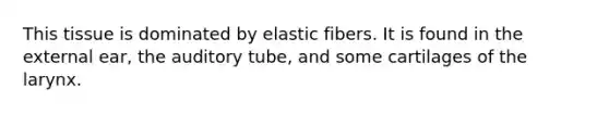 This tissue is dominated by elastic fibers. It is found in the external ear, the auditory tube, and some cartilages of the larynx.