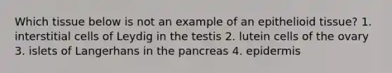 Which tissue below is not an example of an epithelioid tissue? 1. interstitial cells of Leydig in the testis 2. lutein cells of the ovary 3. islets of Langerhans in the pancreas 4. epidermis