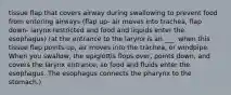 tissue flap that covers airway during swallowing to prevent food from entering airways (flap up- air moves into trachea, flap down- larynx restricted and food and liquids enter the esophagus) (at the entrance to the larynx is an ___. when this tissue flap points up, air moves into the trachea, or windpipe. When you swallow, the epiglottis flops over, points down, and covers the larynx entrance, so food and fluids enter the esophagus. The esophagus connects the pharynx to the stomach.)