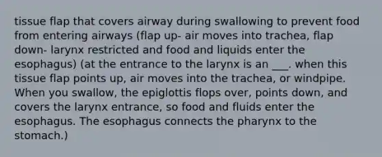 tissue flap that covers airway during swallowing to prevent food from entering airways (flap up- air moves into trachea, flap down- larynx restricted and food and liquids enter <a href='https://www.questionai.com/knowledge/kSjVhaa9qF-the-esophagus' class='anchor-knowledge'>the esophagus</a>) (at the entrance to the larynx is an ___. when this tissue flap points up, air moves into the trachea, or windpipe. When you swallow, the epiglottis flops over, points down, and covers the larynx entrance, so food and fluids enter the esophagus. The esophagus connects <a href='https://www.questionai.com/knowledge/ktW97n6hGJ-the-pharynx' class='anchor-knowledge'>the pharynx</a> to <a href='https://www.questionai.com/knowledge/kLccSGjkt8-the-stomach' class='anchor-knowledge'>the stomach</a>.)