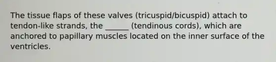 The tissue flaps of these valves (tricuspid/bicuspid) attach to tendon-like strands, the ______ (tendinous cords), which are anchored to papillary muscles located on the inner surface of the ventricles.