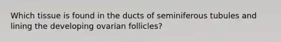 Which tissue is found in the ducts of seminiferous tubules and lining the developing ovarian follicles?