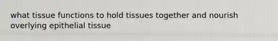 what tissue functions to hold tissues together and nourish overlying <a href='https://www.questionai.com/knowledge/k7dms5lrVY-epithelial-tissue' class='anchor-knowledge'>epithelial tissue</a>