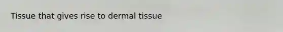 Tissue that gives rise to dermal tissue