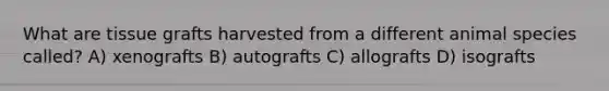 What are tissue grafts harvested from a different animal species called? A) xenografts B) autografts C) allografts D) isografts