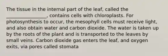 The tissue in the internal part of the leaf, called the _________________, contains cells with chloroplasts. For photosynthesis to occur, the mesophyll cells must receive light, and also obtain water and carbon dioxide. The water is taken up by the roots of the plant and is transported to the leaves by small veins. Carbon dioxide gas enters the leaf, and oxygen exits, via pores called stomata