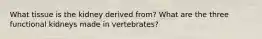 What tissue is the kidney derived from? What are the three functional kidneys made in vertebrates?