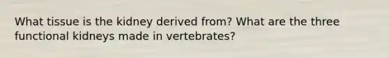 What tissue is the kidney derived from? What are the three functional kidneys made in vertebrates?