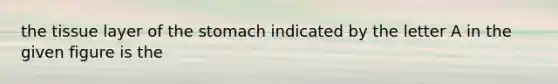 the tissue layer of the stomach indicated by the letter A in the given figure is the