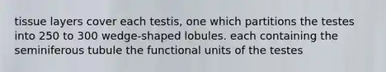 tissue layers cover each testis, one which partitions the testes into 250 to 300 wedge-shaped lobules. each containing the seminiferous tubule the functional units of the testes