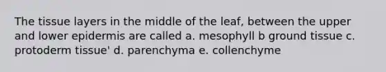 The tissue layers in the middle of the leaf, between the upper and lower epidermis are called a. mesophyll b ground tissue c. protoderm tissue' d. parenchyma e. collenchyme