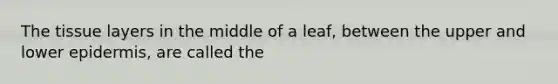 The tissue layers in the middle of a leaf, between the upper and lower epidermis, are called the