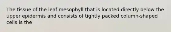 The tissue of the leaf mesophyll that is located directly below the upper epidermis and consists of tightly packed column-shaped cells is the