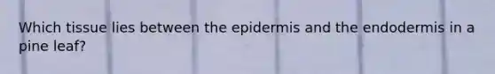 Which tissue lies between the epidermis and the endodermis in a pine leaf?