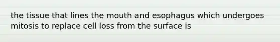 the tissue that lines the mouth and esophagus which undergoes mitosis to replace cell loss from the surface is