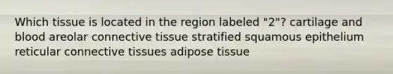 Which tissue is located in the region labeled "2"? cartilage and blood areolar connective tissue stratified squamous epithelium reticular connective tissues adipose tissue