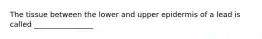 The tissue between the lower and upper epidermis of a lead is called ________________