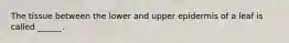 The tissue between the lower and upper epidermis of a leaf is called ______.