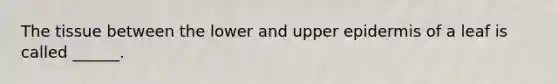 The tissue between the lower and upper epidermis of a leaf is called ______.