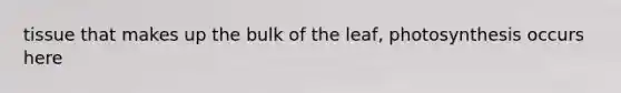 tissue that makes up the bulk of the leaf, photosynthesis occurs here