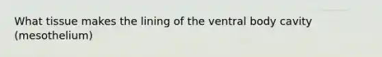 What tissue makes the lining of the ventral body cavity (mesothelium)