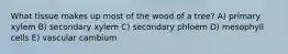 What tissue makes up most of the wood of a tree? A) primary xylem B) secondary xylem C) secondary phloem D) mesophyll cells E) vascular cambium