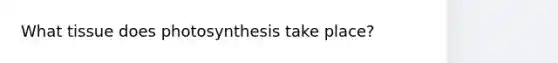 What tissue does photosynthesis take place?