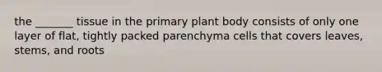 the _______ tissue in the primary plant body consists of only one layer of flat, tightly packed parenchyma cells that covers leaves, stems, and roots