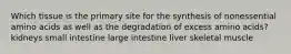 Which tissue is the primary site for the synthesis of nonessential amino acids as well as the degradation of excess amino acids? kidneys small intestine large intestine liver skeletal muscle