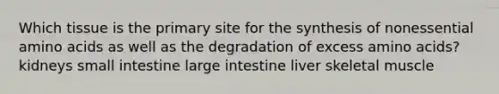 Which tissue is the primary site for the synthesis of nonessential amino acids as well as the degradation of excess amino acids? kidneys small intestine large intestine liver skeletal muscle