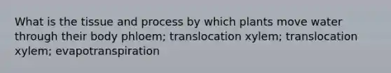 What is the tissue and process by which plants move water through their body phloem; translocation xylem; translocation xylem; evapotranspiration