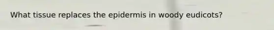 What tissue replaces <a href='https://www.questionai.com/knowledge/kBFgQMpq6s-the-epidermis' class='anchor-knowledge'>the epidermis</a> in woody eudicots?