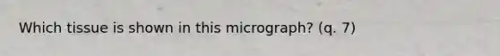 Which tissue is shown in this micrograph? (q. 7)