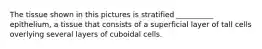 The tissue shown in this pictures is stratified __________ epithelium, a tissue that consists of a superficial layer of tall cells overlying several layers of cuboidal cells.