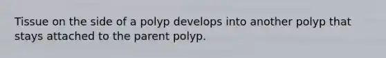 Tissue on the side of a polyp develops into another polyp that stays attached to the parent polyp.