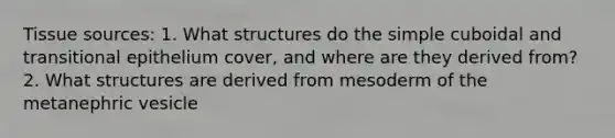 Tissue sources: 1. What structures do the simple cuboidal and transitional epithelium cover, and where are they derived from? 2. What structures are derived from mesoderm of the metanephric vesicle