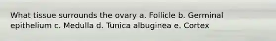 What tissue surrounds the ovary a. Follicle b. Germinal epithelium c. Medulla d. Tunica albuginea e. Cortex