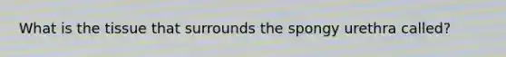 What is the tissue that surrounds the spongy urethra called?