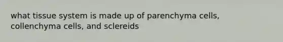 what tissue system is made up of parenchyma cells, collenchyma cells, and sclereids