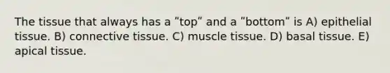 The tissue that always has a ʺtopʺ and a ʺbottomʺ is A) epithelial tissue. B) connective tissue. C) muscle tissue. D) basal tissue. E) apical tissue.