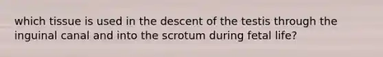 which tissue is used in the descent of the testis through the inguinal canal and into the scrotum during fetal life?