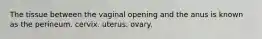 The tissue between the vaginal opening and the anus is known as the perineum. cervix. uterus. ovary.