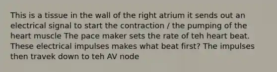 This is a tissue in the wall of the right atrium it sends out an electrical signal to start the contraction / the pumping of the heart muscle The pace maker sets the rate of teh heart beat. These electrical impulses makes what beat first? The impulses then travek down to teh AV node