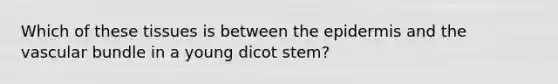 Which of these tissues is between the epidermis and the vascular bundle in a young dicot stem?