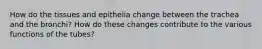 How do the tissues and epithelia change between the trachea and the bronchi? How do these changes contribute to the various functions of the tubes?